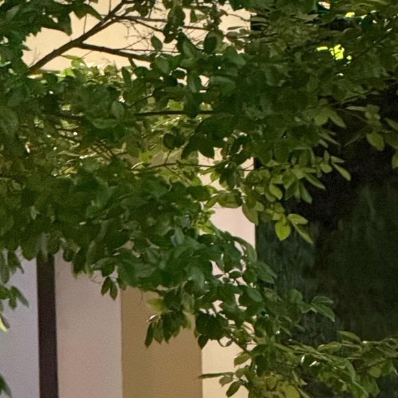 Meet your Posher, lyn - Picture 1 of 1